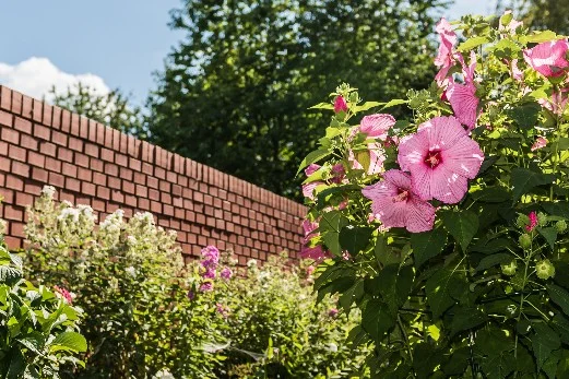 Rosa Blüten an einer Ziegelmauer